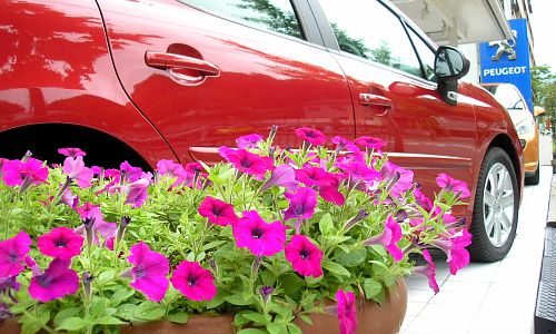 ガーデニング？