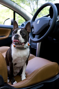 愛犬とPEUGEOT。