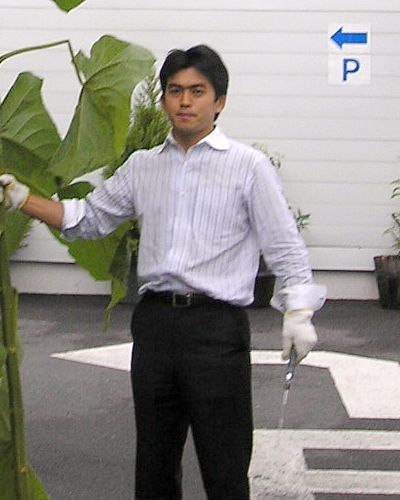 ジャックと豆の木？