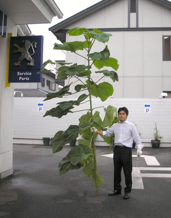ジャックと豆の木？