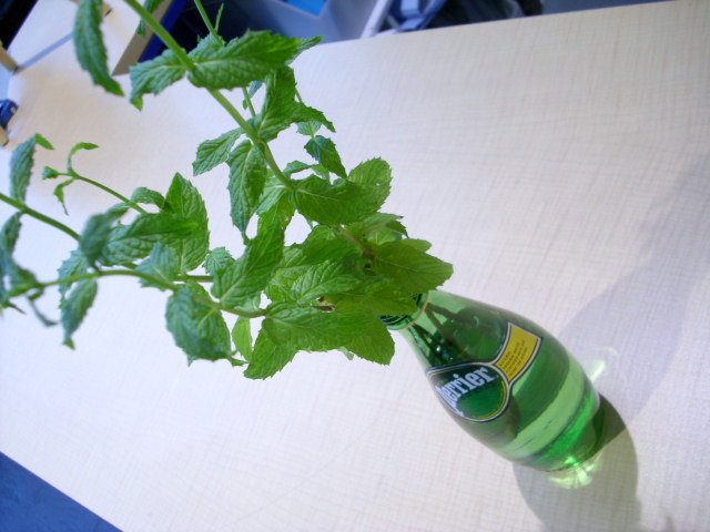 新芽たち・・・