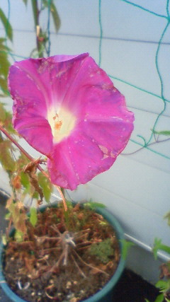 磯部麻奈の新人？？日記　“morning glory”