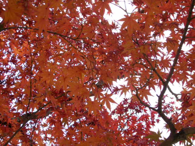 番外編！！奈良の紅葉情報！！