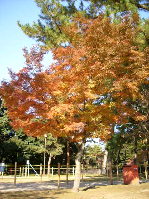 番外編！！奈良の紅葉情報！！vol.２