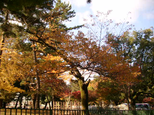 番外編！！奈良の紅葉情報！！vol.２