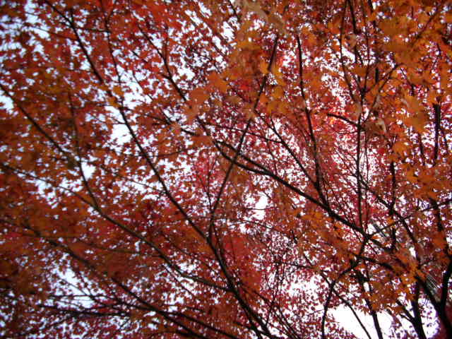 京都の紅葉名所　『東福寺』さん　vol：１