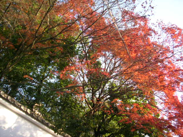 京都の紅葉名所　『東福寺』さん　vol：１