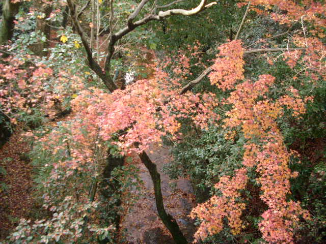 京都の紅葉名所　『東福寺』さん　vol：１