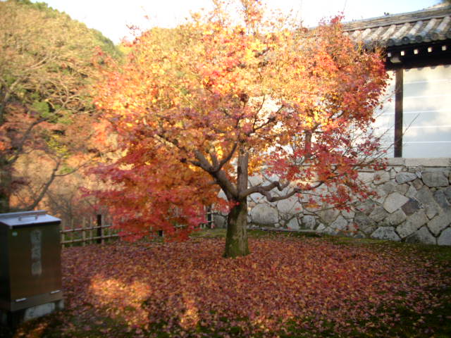 京都の紅葉名所　『東福寺』さん　vol：2