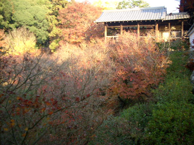 京都の紅葉名所　『東福寺』さん　vol：2