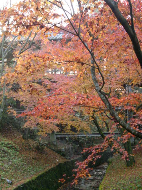 京都の紅葉名所　『東福寺』さん　vol：４