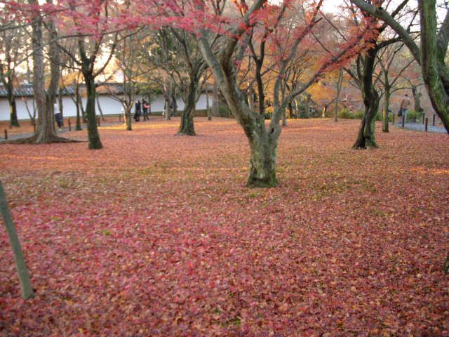 京都の紅葉名所　『東福寺』さん　vol：４