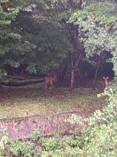 ボンジュ～ル吹田「しか」