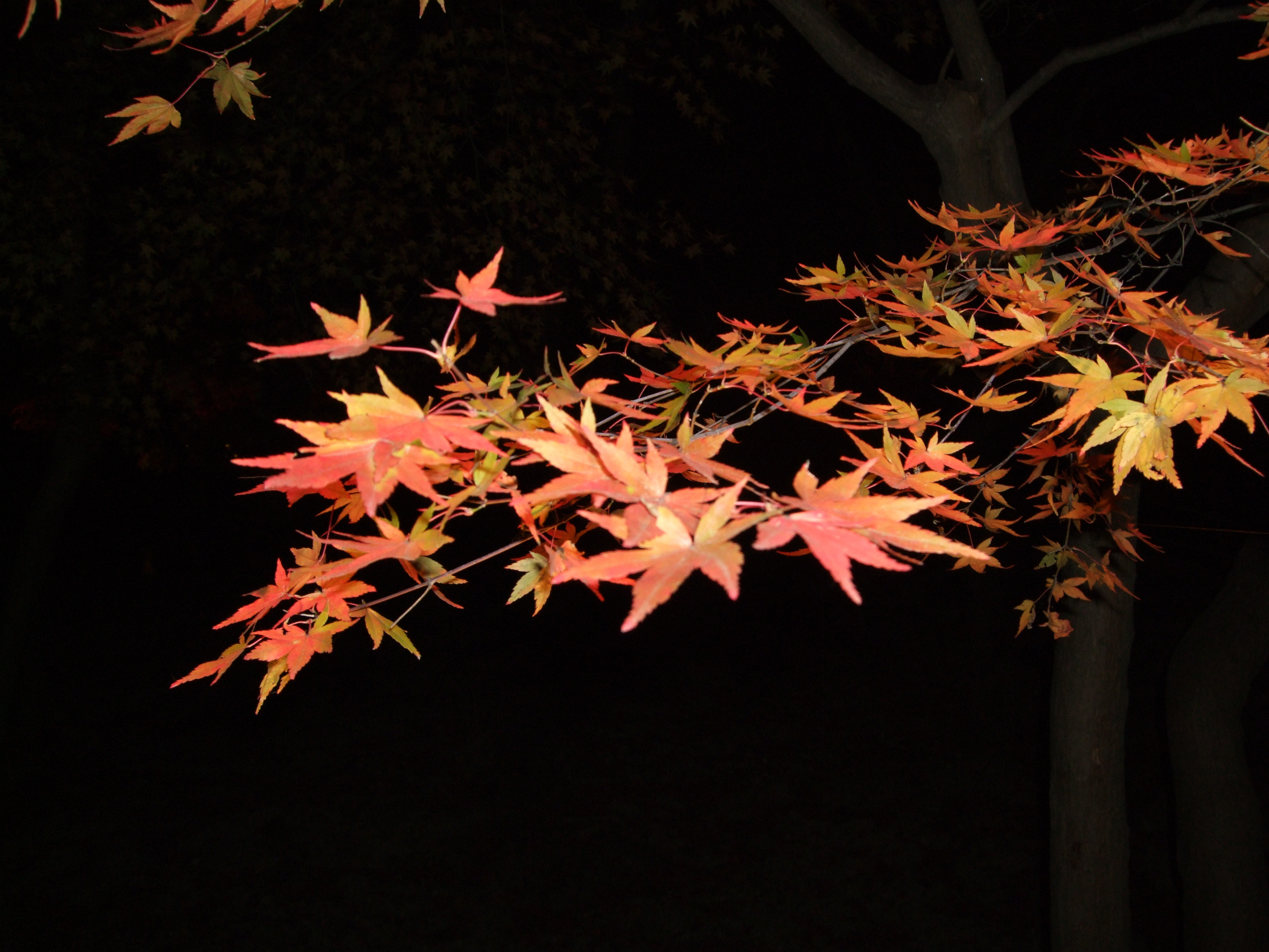 世界遺産・紅葉