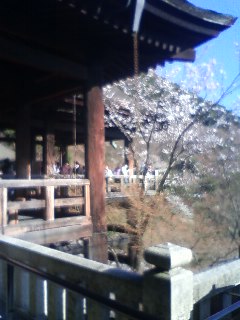 ボンジュ～ル吹田　「桜」