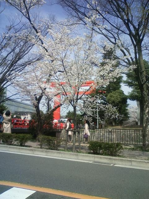 ボンジュ～ル吹田「桜満開どすえ～」