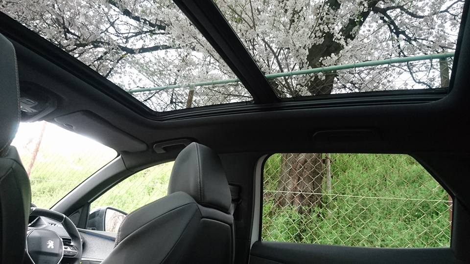 花ちら見